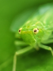 Tropiduchinae