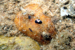 Psolidium marshae