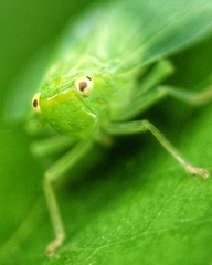 Tropiduchinae