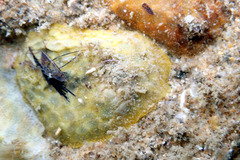 Psolidium marshae