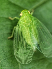 Tropiduchinae