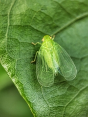 Tropiduchinae
