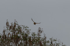 Pitangus sulphuratus