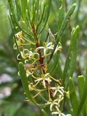 Strangea linearis