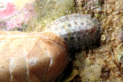 Ischnochiton contractus