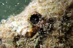 Petaloconchus caperatus