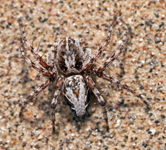 Oxyopes ramosus