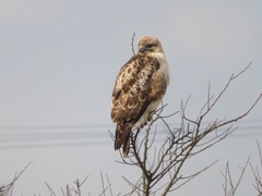 Buteo japonicus