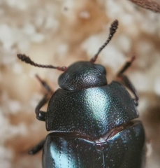 Aulacocheilus sibiricus