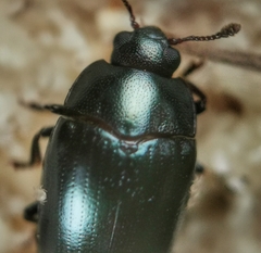 Aulacocheilus sibiricus