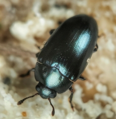 Aulacocheilus sibiricus