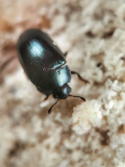 Aulacocheilus sibiricus