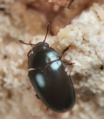 Aulacocheilus sibiricus