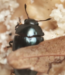 Aulacocheilus sibiricus