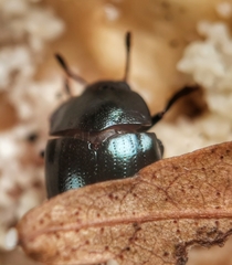 Aulacocheilus sibiricus