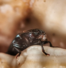 Aulacocheilus sibiricus