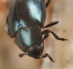 Aulacocheilus sibiricus