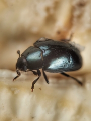 Aulacocheilus sibiricus