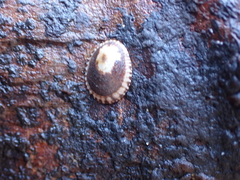 Lottia paradigitalis