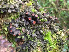 Fungi
