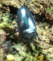 Aulacocheilus sibiricus