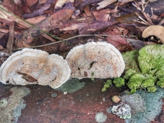 Aulacocheilus sibiricus