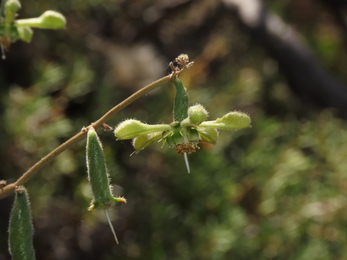 Blumenbachia dissecta (Blumenbachia dissecta)