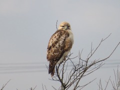 Buteo japonicus