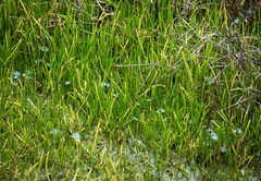 Lilaeopsis carolinensis