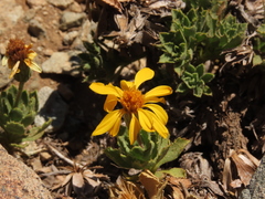Haplopappus anthylloides