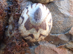 Cellana radians