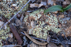 Acarospora schleicheri