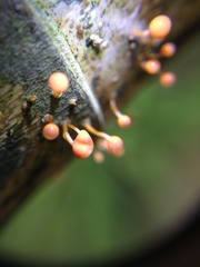 Fungi