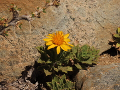 Haplopappus anthylloides