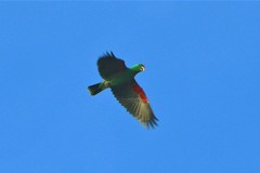 Eclectus roratus