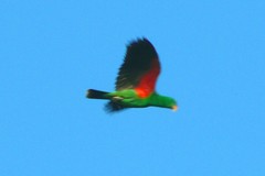 Eclectus roratus
