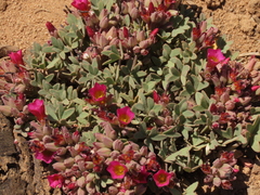 Oxalis squamata