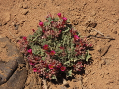 Oxalis squamata