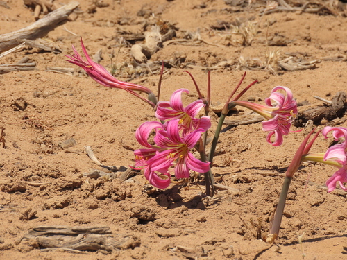 Rhodolirium montanum, photograph 1