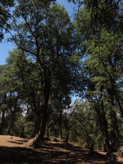 Nothofagus macrocarpa