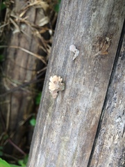 Agaricomycetes