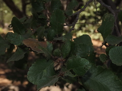 Nothofagus macrocarpa
