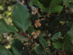 Nothofagus macrocarpa