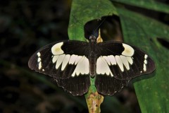 Papilio euchenor