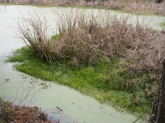 Lilaeopsis carolinensis