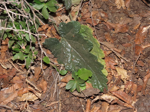 Image of Blumenbachia sylvestris by (c) Nicolás Lavandero, some rights reserved (CC BY)