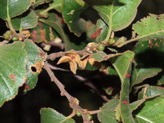 Nothofagus macrocarpa