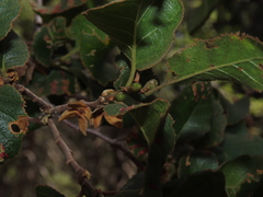 Nothofagus macrocarpa