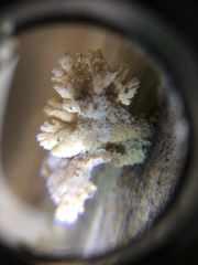 Agaricomycetes