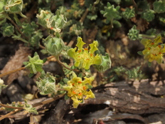 Loasa sigmoidea